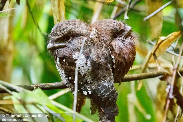 シンハラジャ森林保護区の画像22