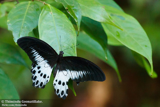 シンハラジャ森林保護区の画像24