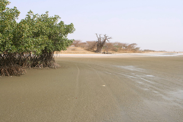 サルーム・デルタの画像3