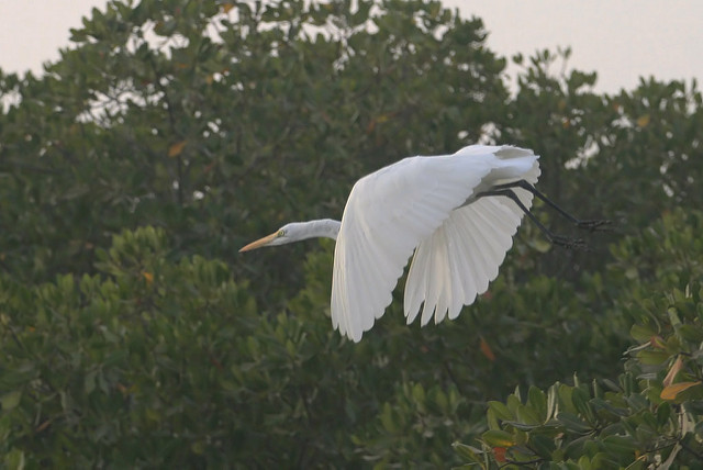 サルーム・デルタの画像4