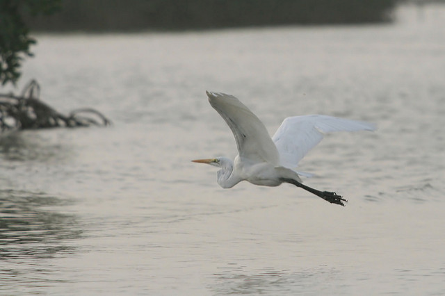 サルーム・デルタの画像6