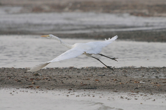 サルーム・デルタの画像7