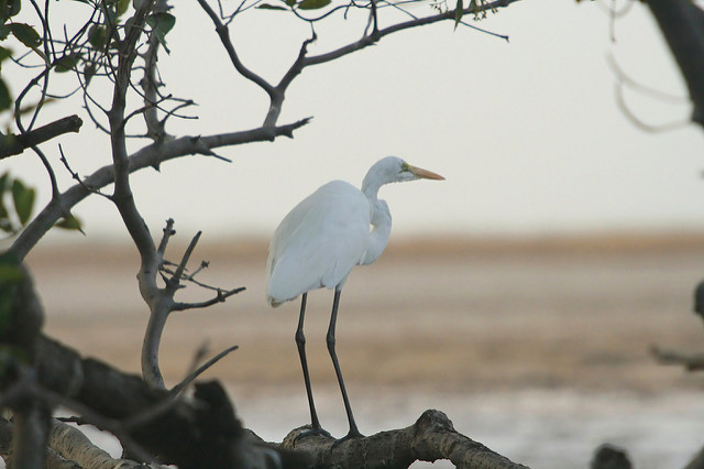 サルーム・デルタの画像8