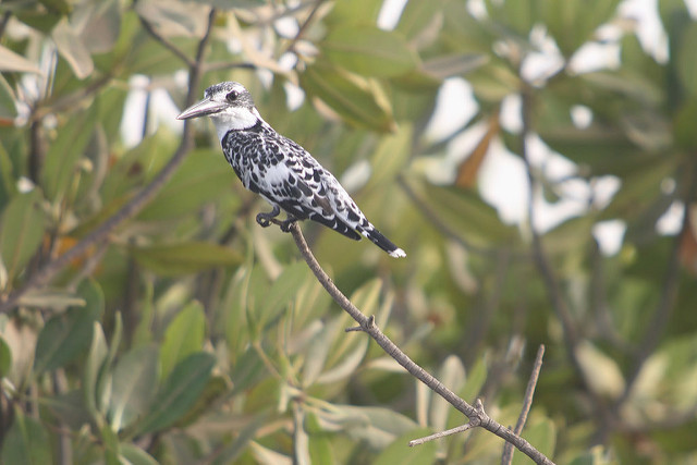 サルーム・デルタの画像10