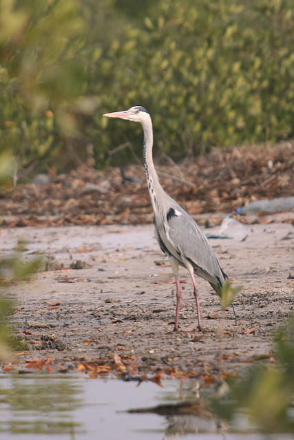 サルーム・デルタの画像11