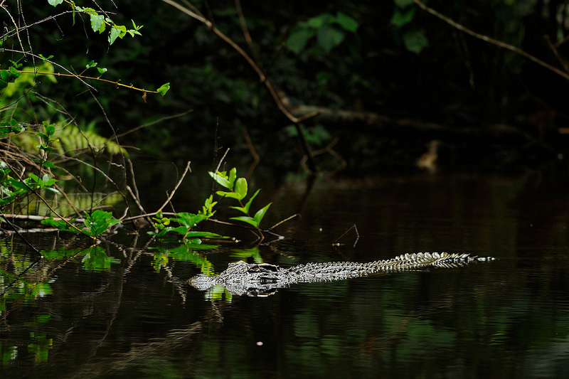 ドン・パヤーイェン‐カオ・ヤイ森林群の画像2