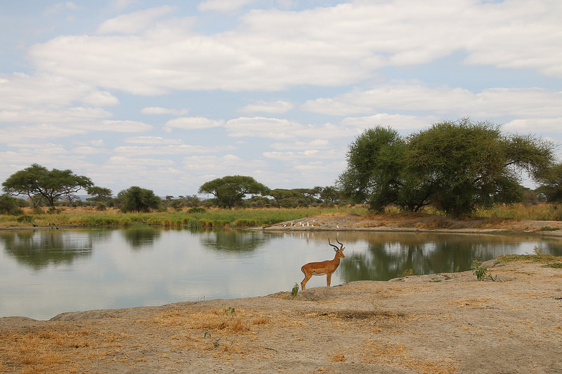 キリマンジャロ国立公園の画像2