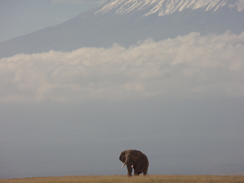 キリマンジャロ国立公園の画像10