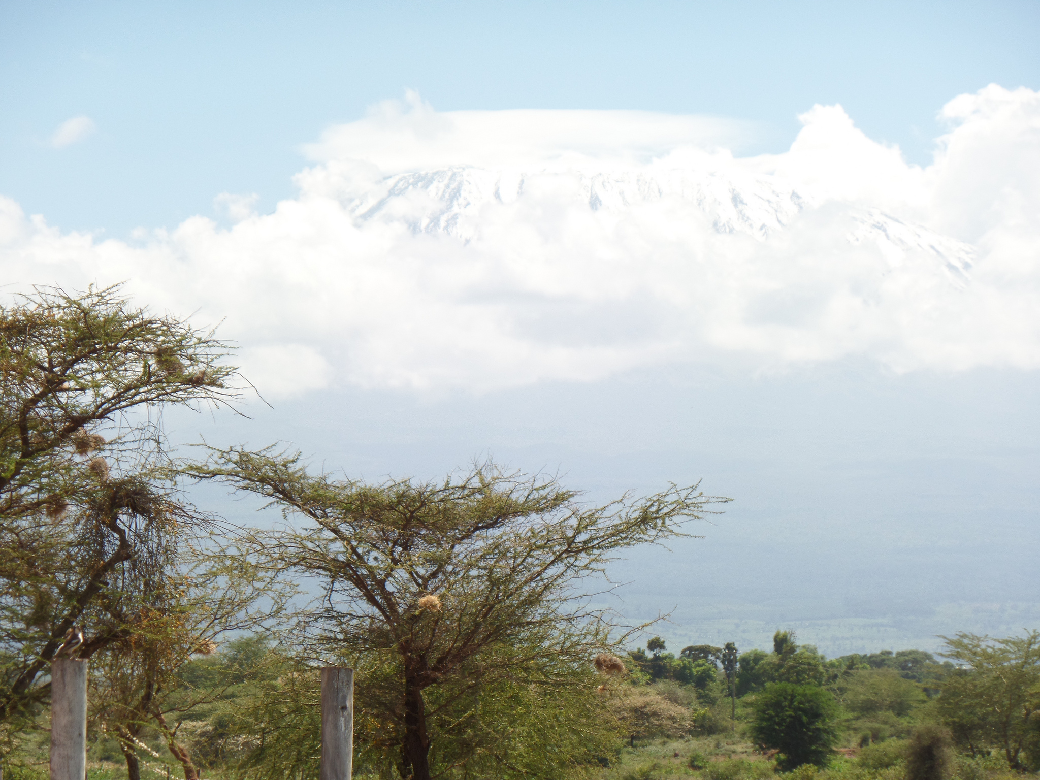 キリマンジャロ国立公園の画像19
