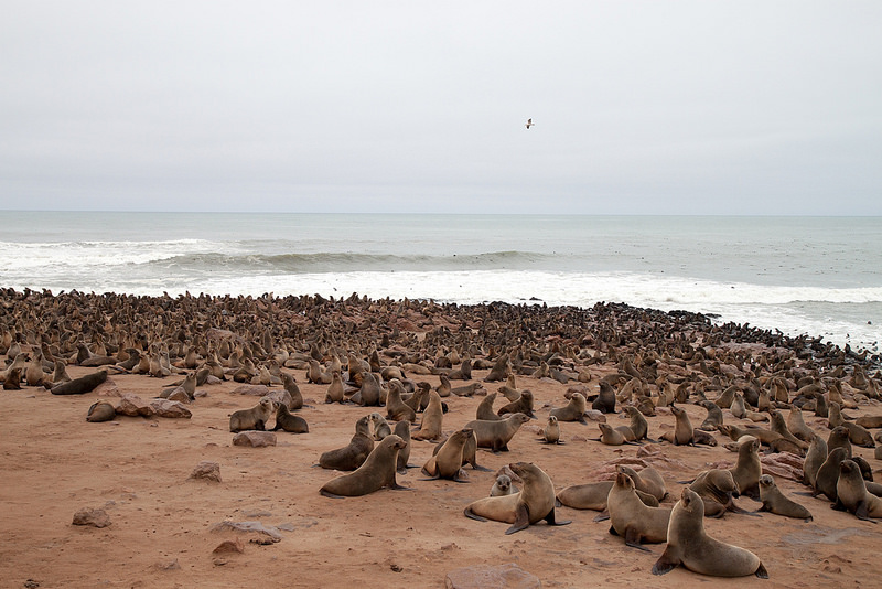 ナミブ砂海の画像3