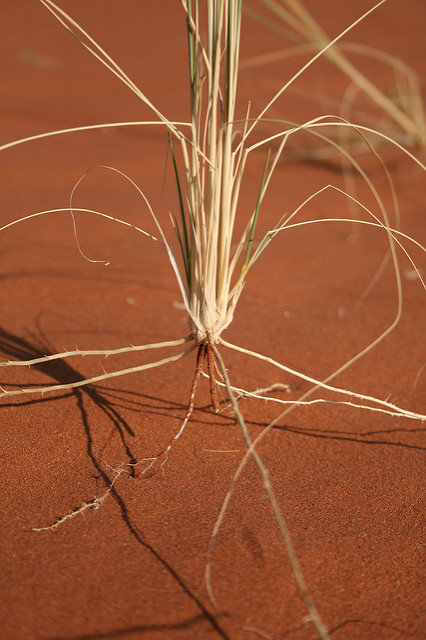 ナミブ砂海の画像6