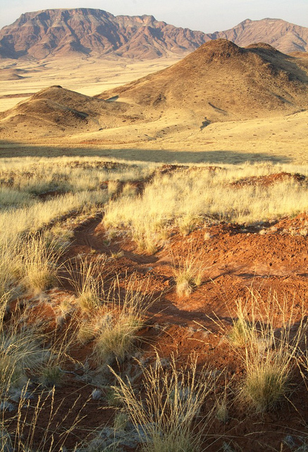 ナミブ砂海の画像12