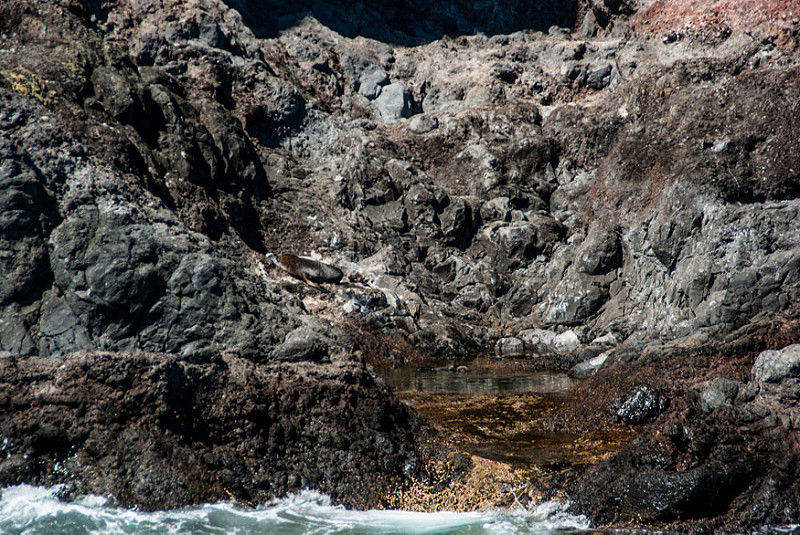 ニュージーランドの亜南極諸島の画像4