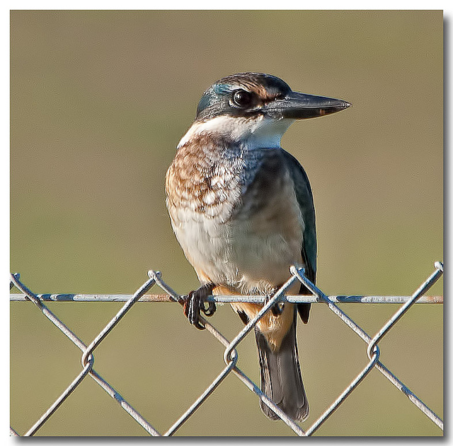 ニュージーランドの亜南極諸島の画像13
