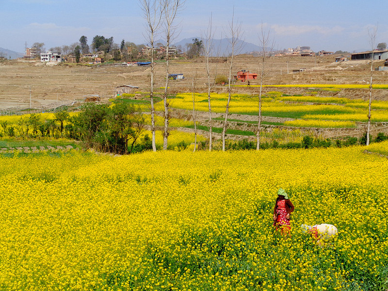 カトマンズの谷の画像3