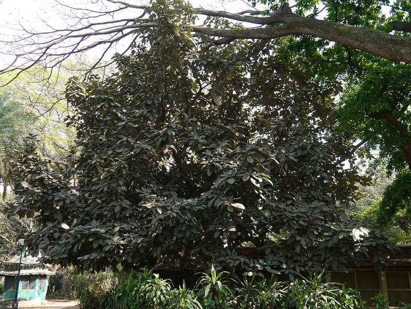 シュンドルボンの画像18