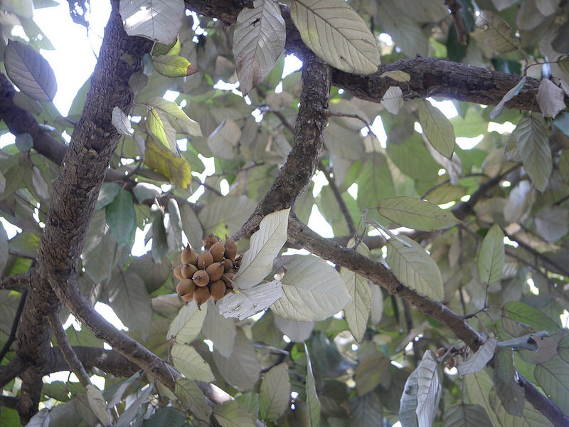 シュンドルボンの画像19