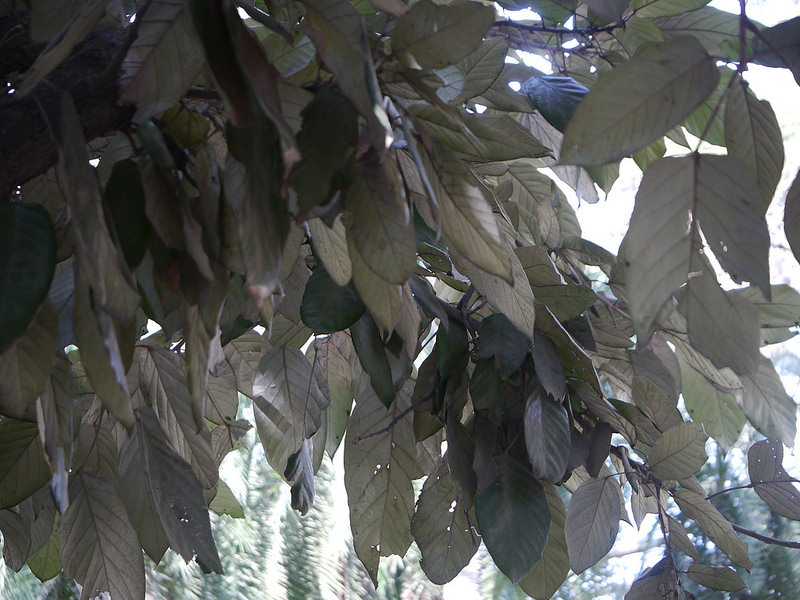 シュンドルボンの画像21