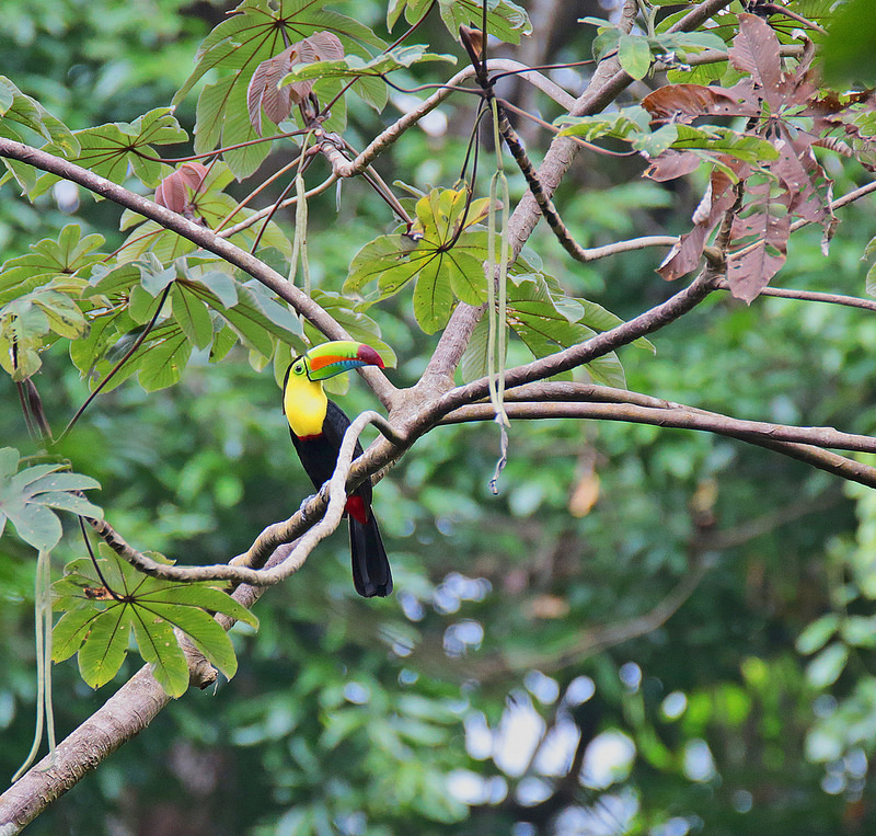 ダリエン国立公園の画像3
