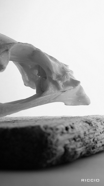 カラカスの大学都市の画像21