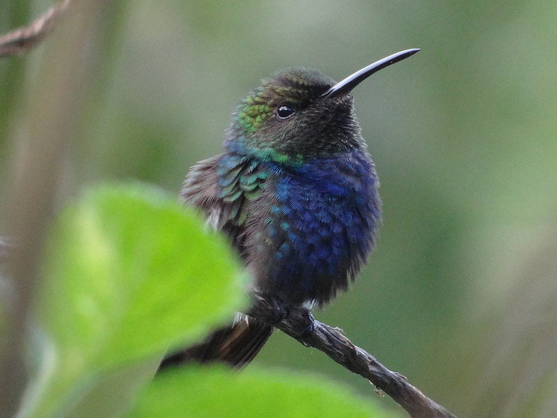 マヌー国立公園の画像2