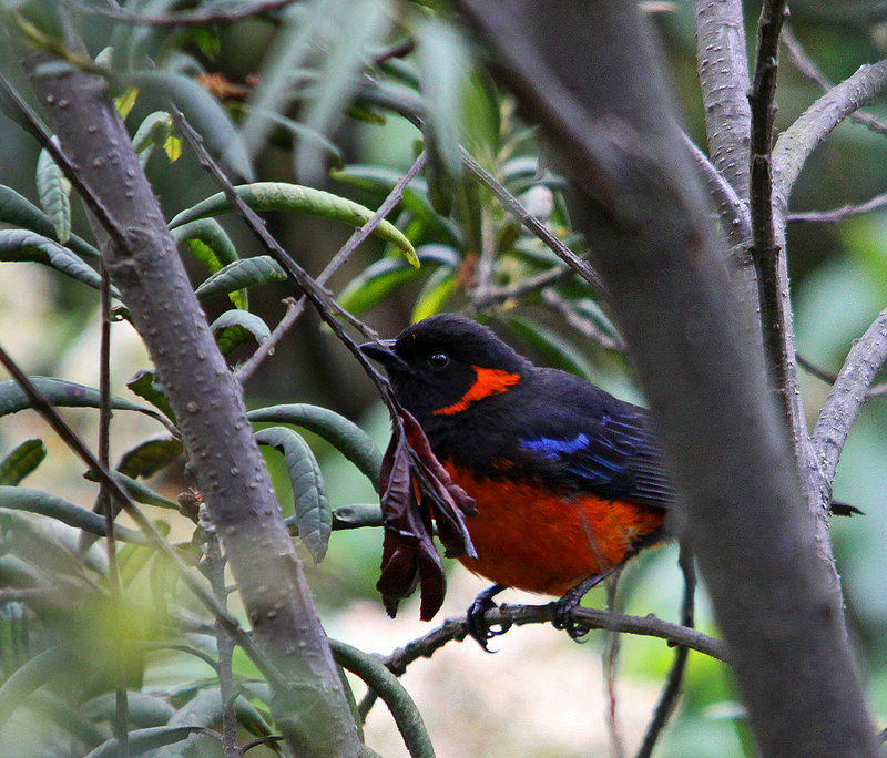 マヌー国立公園の画像4