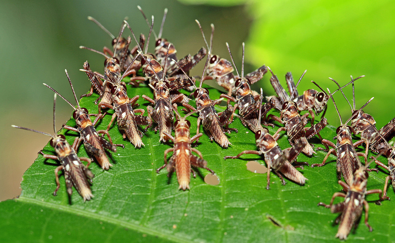マヌー国立公園の画像5