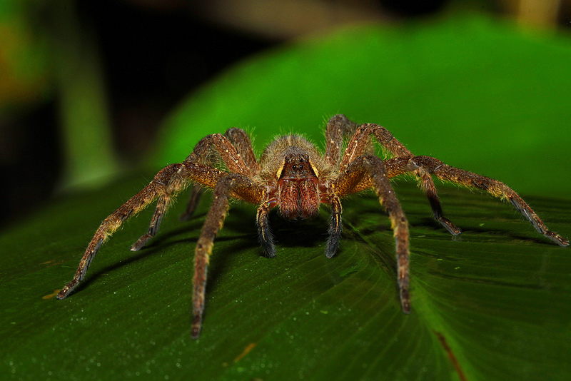 マヌー国立公園の画像6