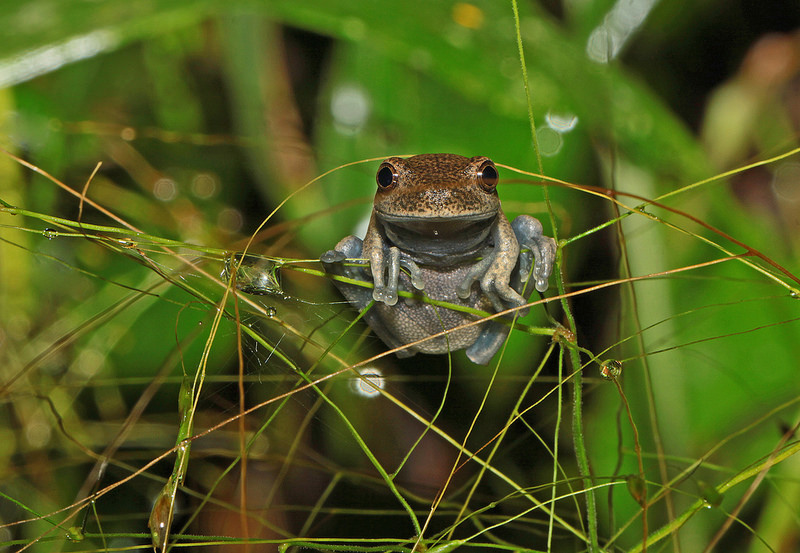 マヌー国立公園の画像10