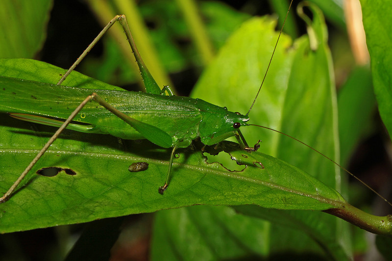 マヌー国立公園の画像11