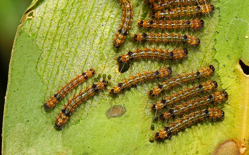 マヌー国立公園の画像12
