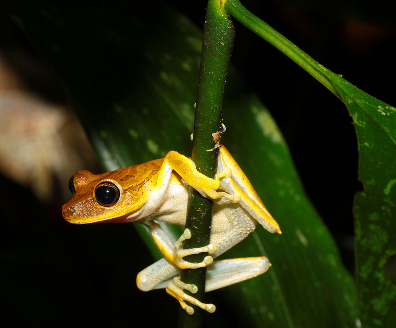 マヌー国立公園の画像13