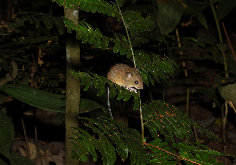 マヌー国立公園の画像14