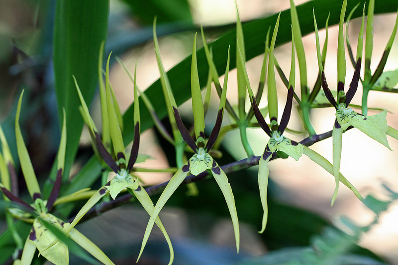 マヌー国立公園の画像15