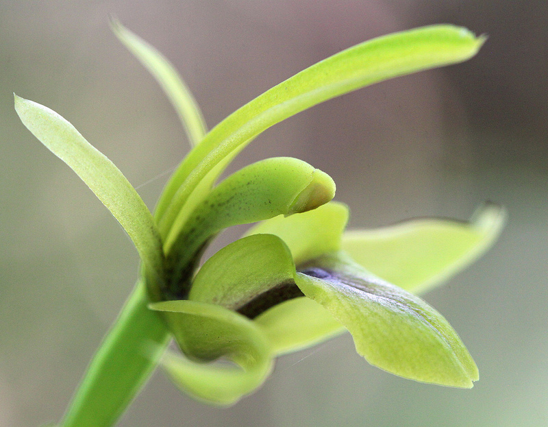 マヌー国立公園の画像17