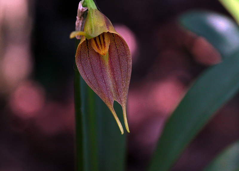マヌー国立公園の画像18