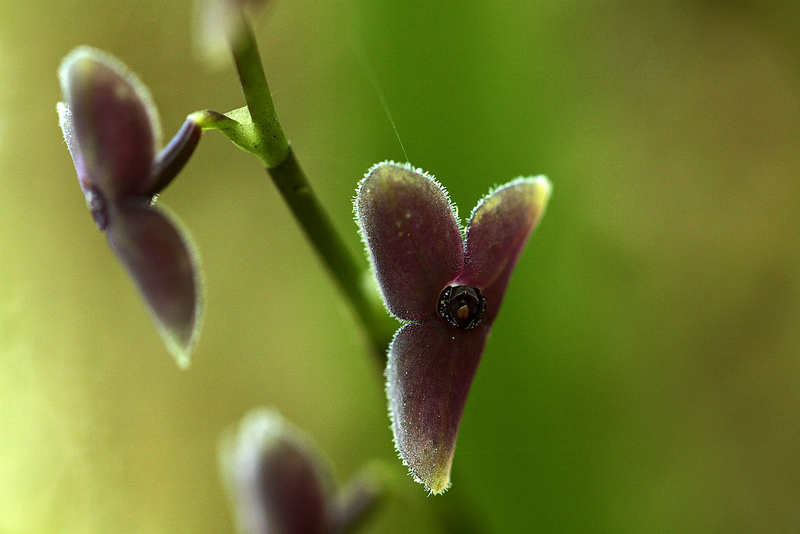 マヌー国立公園の画像19