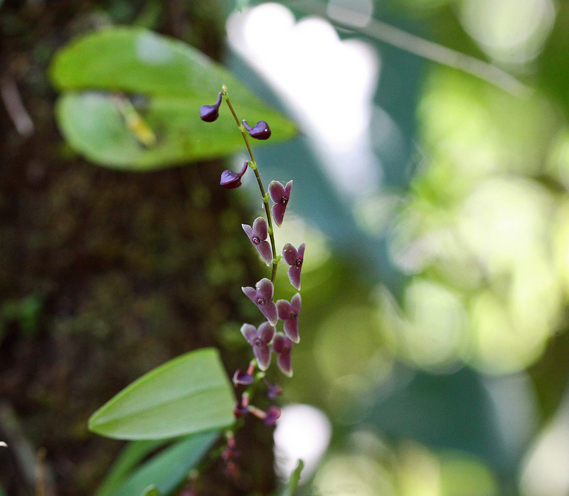 マヌー国立公園の画像20