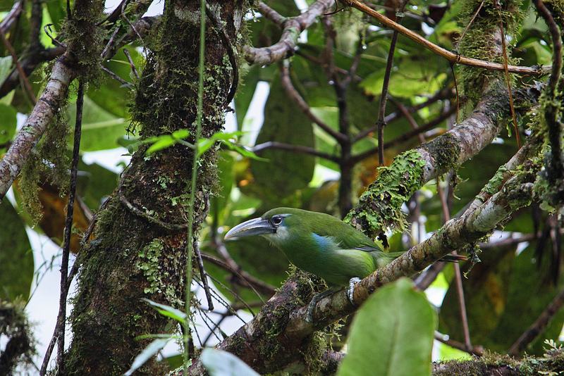 マヌー国立公園の画像22