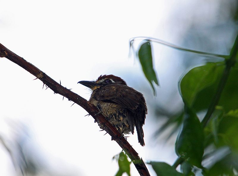 マヌー国立公園の画像23
