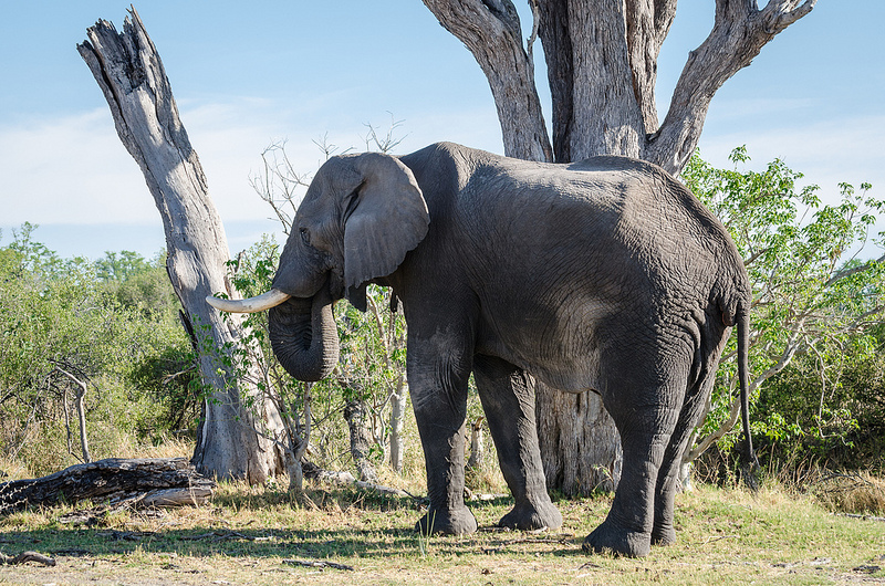 オカバンゴ・デルタの画像17