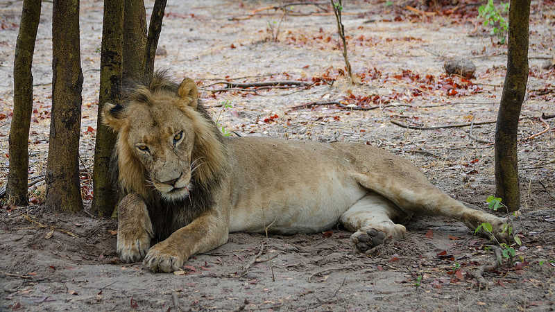 オカバンゴ・デルタの画像19