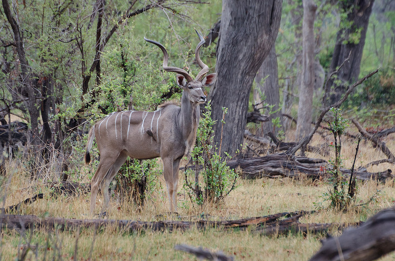 オカバンゴ・デルタの画像20