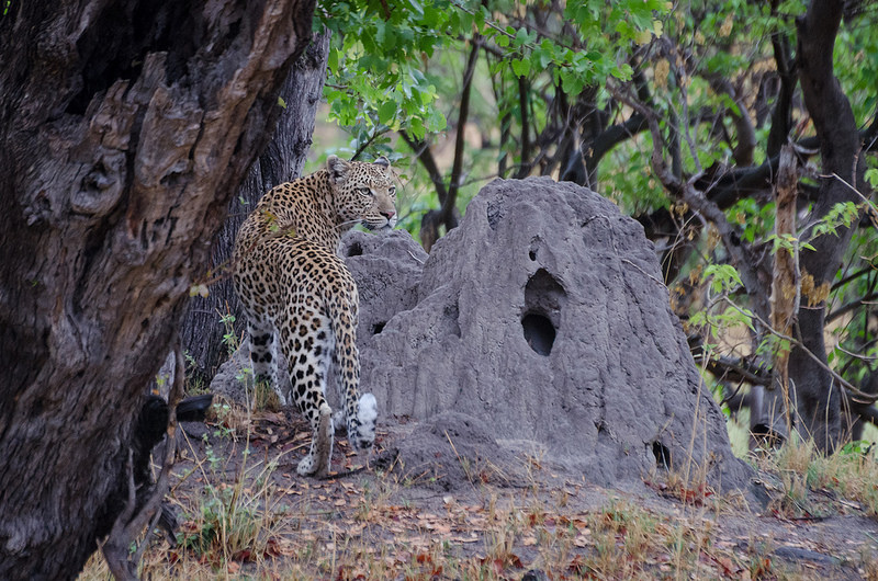 オカバンゴ・デルタの画像21
