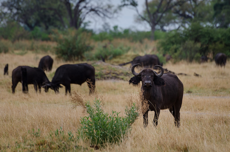 オカバンゴ・デルタの画像23