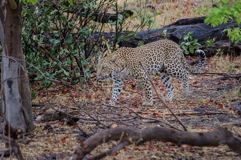 オカバンゴ・デルタの画像24