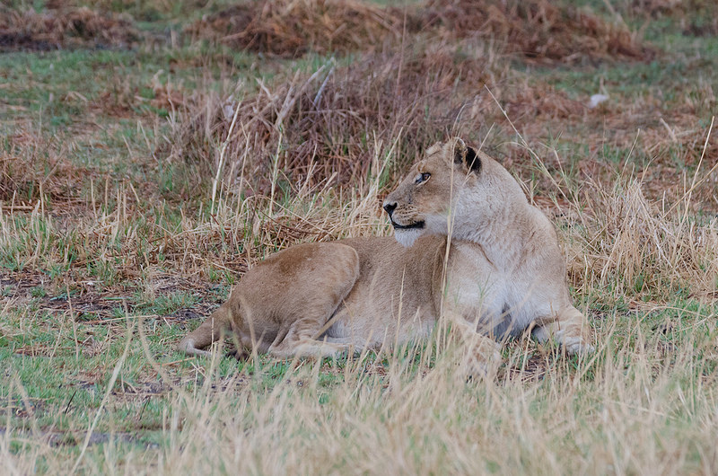 オカバンゴ・デルタの画像25