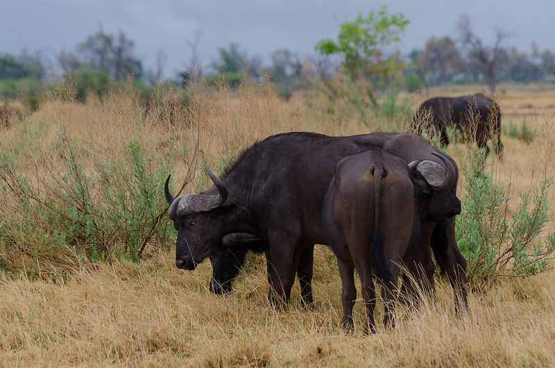 オカバンゴ・デルタの画像26