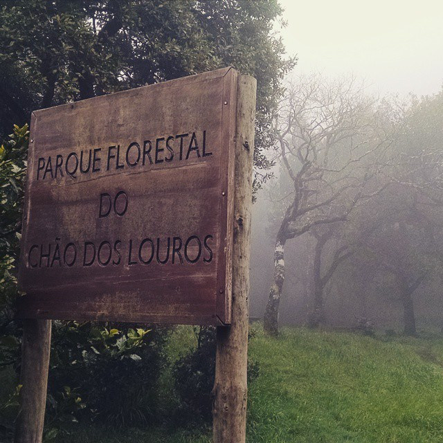 マデイラ島の照葉樹林の画像3