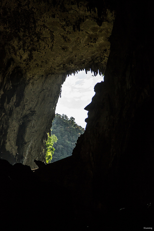 グヌン・ムル国立公園の画像7